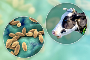 Servicios Ganaderos presentó los avances contra la brucelosis bovina en Uruguay