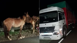 Hombre de 81 años murió en un siniestro de tránsito en ruta 3