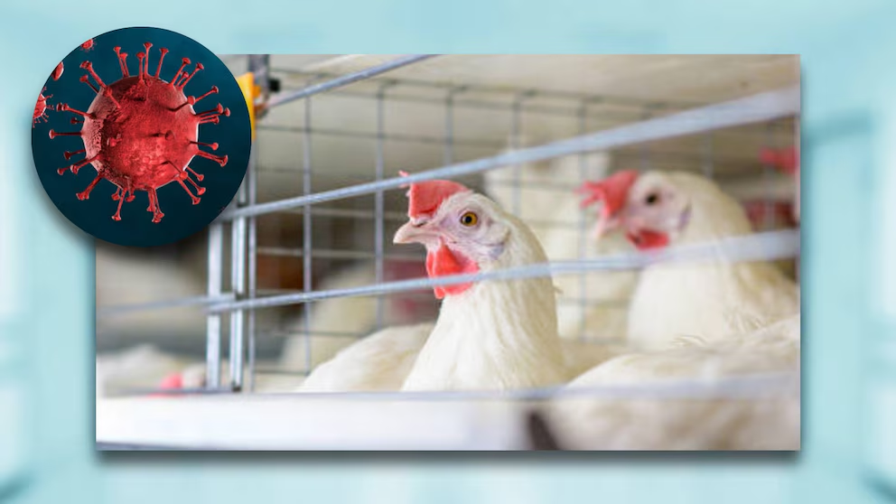 Argentina inicia pruebas preclínicas cruciales de nueva vacuna ARNm gripe aviar regional 2 Respaldo internacional para la vacuna ARNm gripe aviar argentina