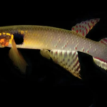 El redescubrimiento del pez extinto en Bolivia