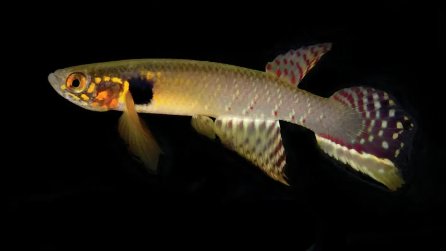 El redescubrimiento del pez extinto en Bolivia