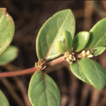 Planta túnica de San José para tratamientos naturales para la artritis
