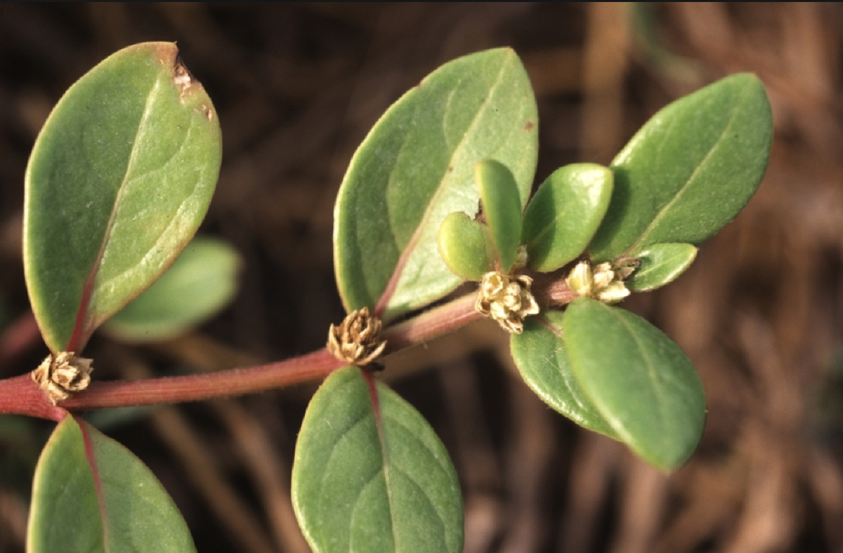 Planta túnica de San José para tratamientos naturales para la artritis