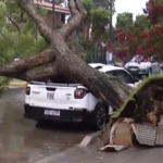 Daños por árboles en la Intendencia de Montevideo
