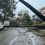 Árboles caídos en Maldonado por el ciclón en Uruguay