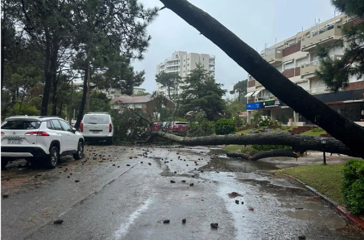 Árboles caídos en Maldonado por el ciclón en Uruguay