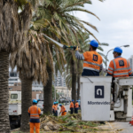 Operativo de cortes en Bulevar Artigas por poda