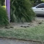 Plaga de ratas en Montevideo Parque Rodó video