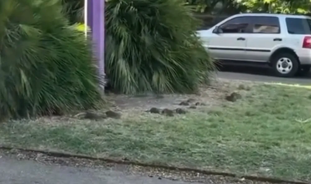 Plaga de ratas en Montevideo Parque Rodó video