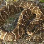 Rescate de serpiente crucera en Uruguay en Rocha