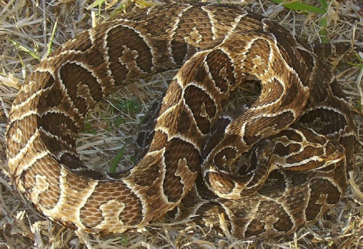 Rescate de serpiente crucera en Uruguay en Rocha