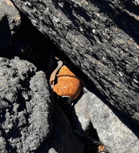 Un pescador encontró hoy una granada en el río Uruguay en Salto