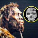 El fósil Petralona 1 es clave para entender la evolución humana en Europa