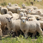 Exportación de corderos de Uruguay hacia mercados de África y el Golfo Pérsico.