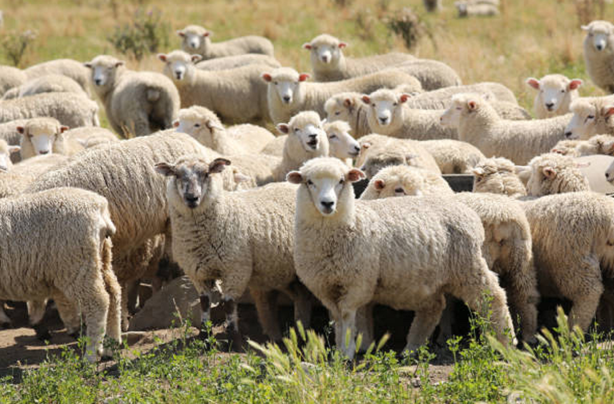 Exportación de corderos de Uruguay hacia mercados de África y el Golfo Pérsico.