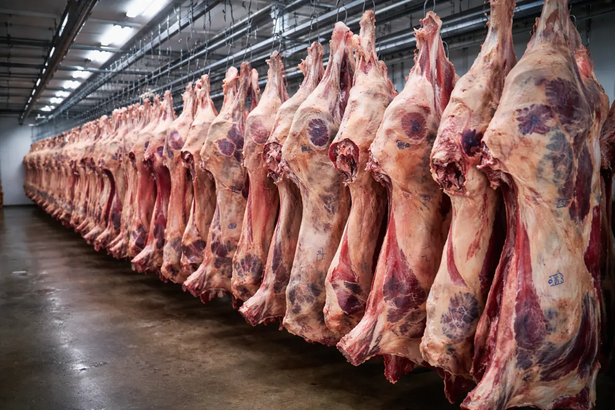 Nueva crisis laboral: el Frigorífico Casa Blanca reducirá su plantilla en Paysandú