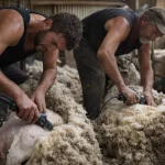 Mercado lanero internacional cierra con firmeza y aumento de precios