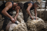 Mercado lanero internacional cierra con firmeza y aumento de precios