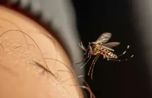 Dengue en Panamá: crecen los casos en jóvenes y ya superan los 1.200 contagios en 2026