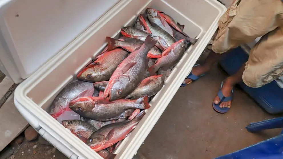 Importaciones de acuicultura en El Salvador se triplican en seis años y alcanzan cifras récord