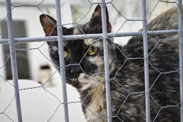 La Eurocamara aprueba ley de bienestar animal que regula la.jpg