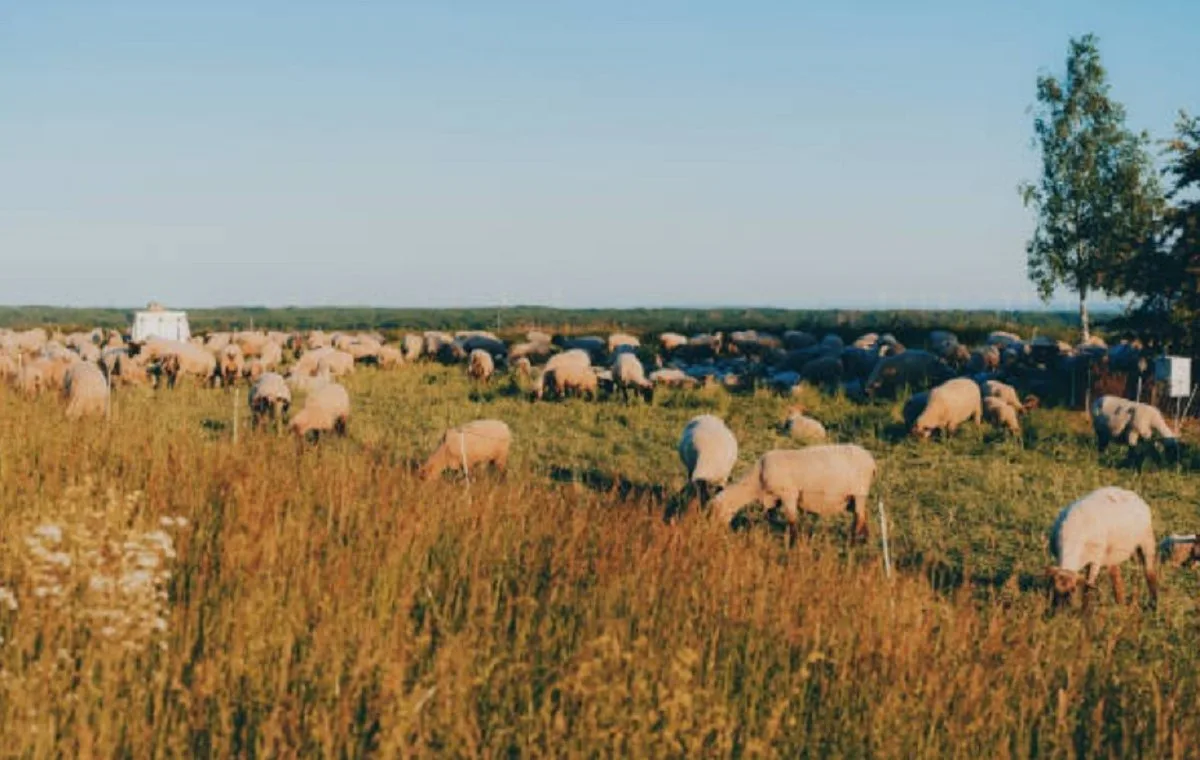 Ovejas pastando en el campo uruguayo bajo riesgo de ataque de jaurías de perros