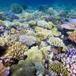 Los corales muestran señales de adaptación al cambio climático