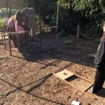 Los elefantes asiáticos y su capacidad para reconocer la atención humana