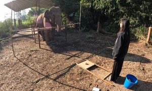 Los elefantes asiáticos y su capacidad para reconocer la atención humana