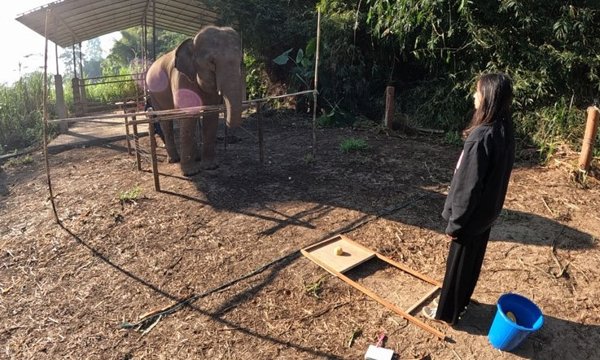 Los elefantes asiáticos y su capacidad para reconocer la atención humana