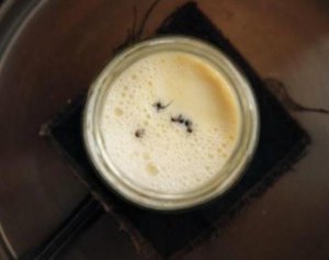 Innovadora receta de yogur con hormigas revive tradiciones culinarias olvidadas