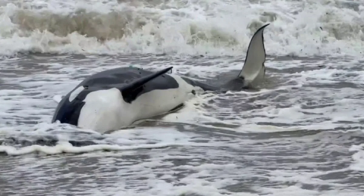 ¡TRAGEDIA EN LA PLAYA! Orca varada en Punta del Este no pudo ser salvada y recibe eutanasia
