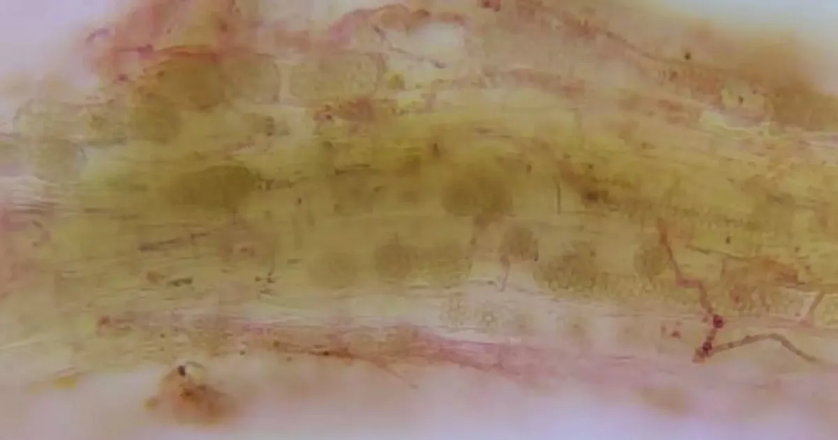 Investigadores descubren un virus del arroz en Corrientes, Argentina, nunca antes visto fuera de Asia.
