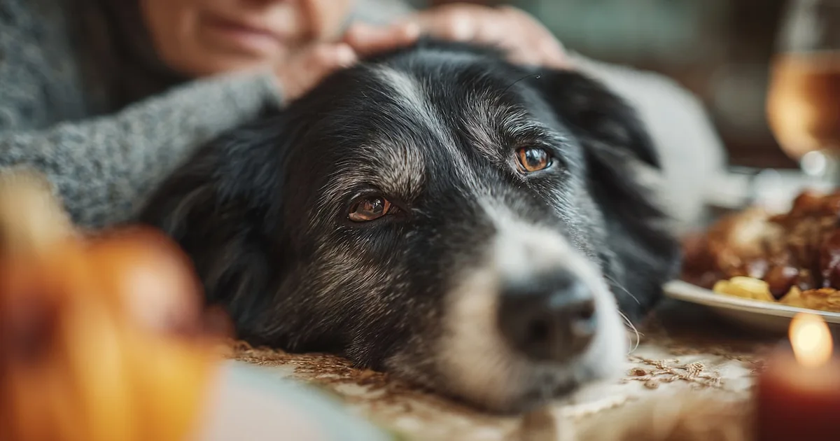 Cómo los perros ocultan el dolor: señales que los dueños ignoran