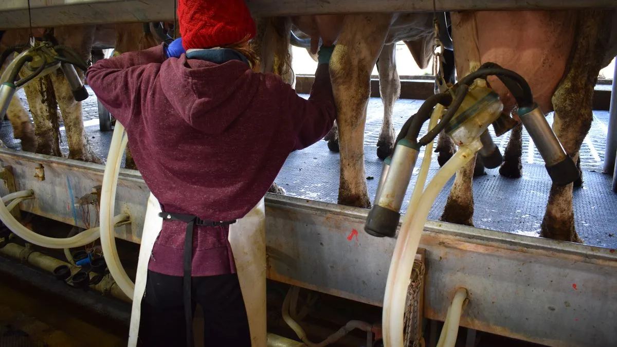 Crisis en Uruguay: tambos saturan industrias con exceso de leche