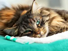Parásitos en gatos: la forma más efectiva de detectar gusanos intestinales