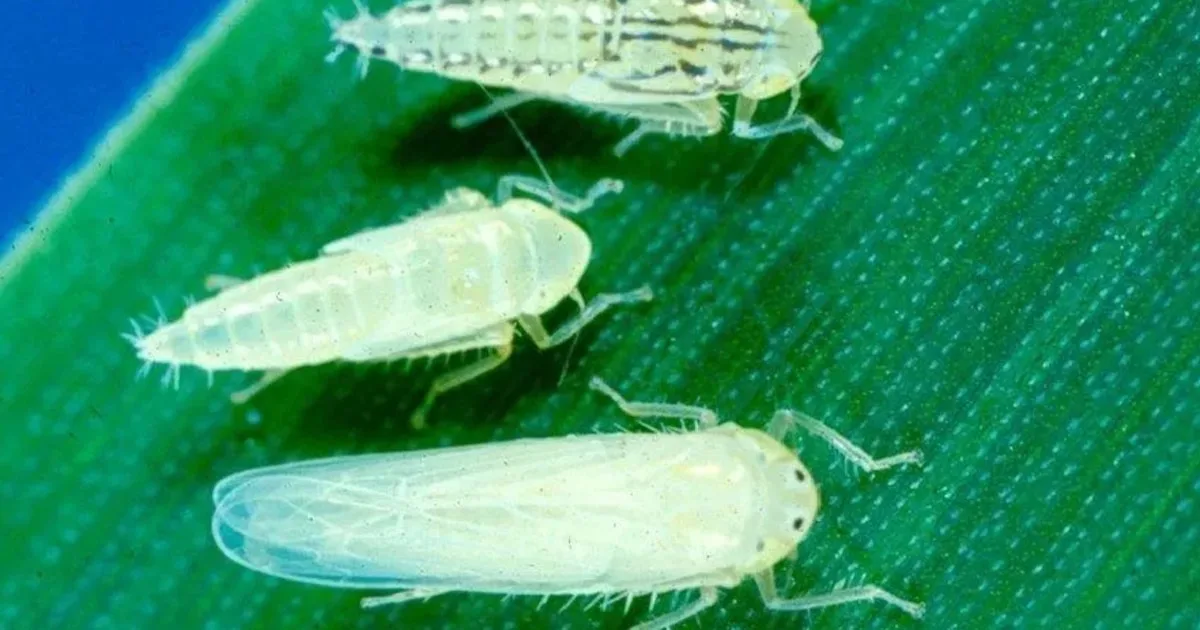 Dalbulus maidis, la chicharrita del maíz, desafía al agro argentino con su comportamiento regional.