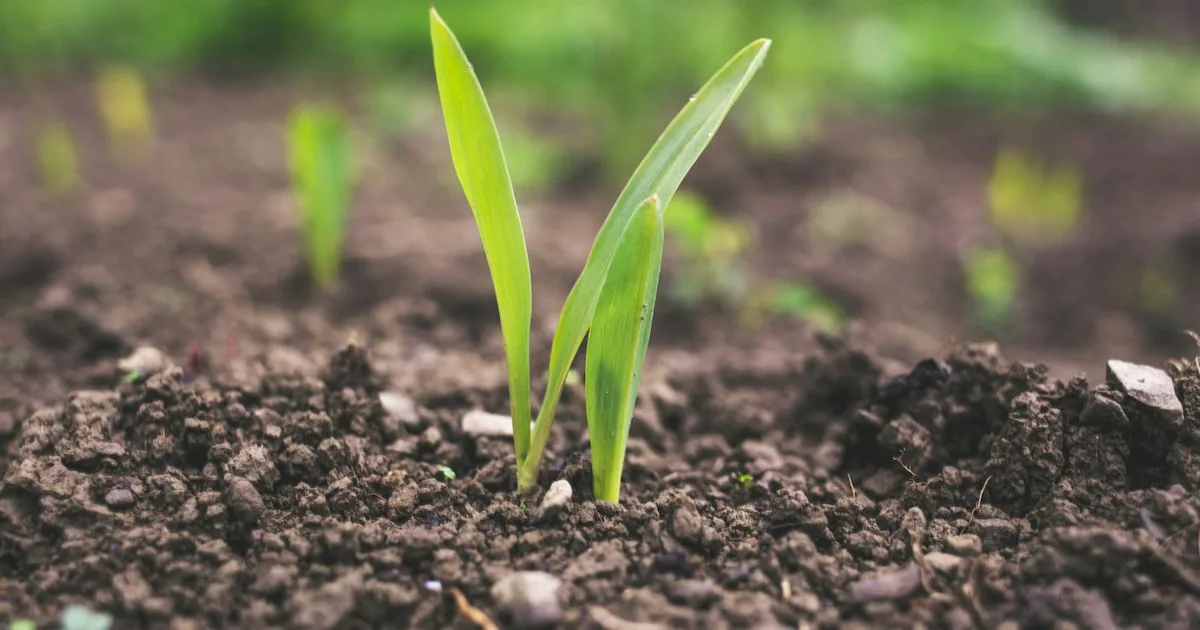 La tensión entre sostenibilidad y producción agrícola en zonas semiáridas