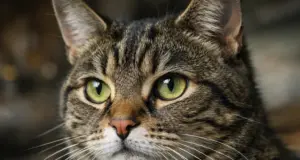 El misterio de los gatos y su poder transformador