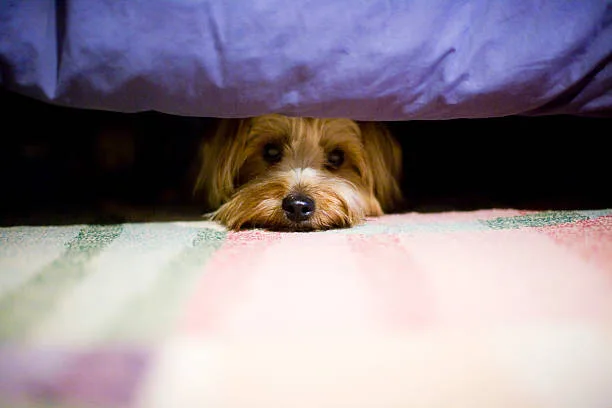 Sensibilidad a flor de piel: cuáles son las razas de perros más miedosas y asustadizas del mundo