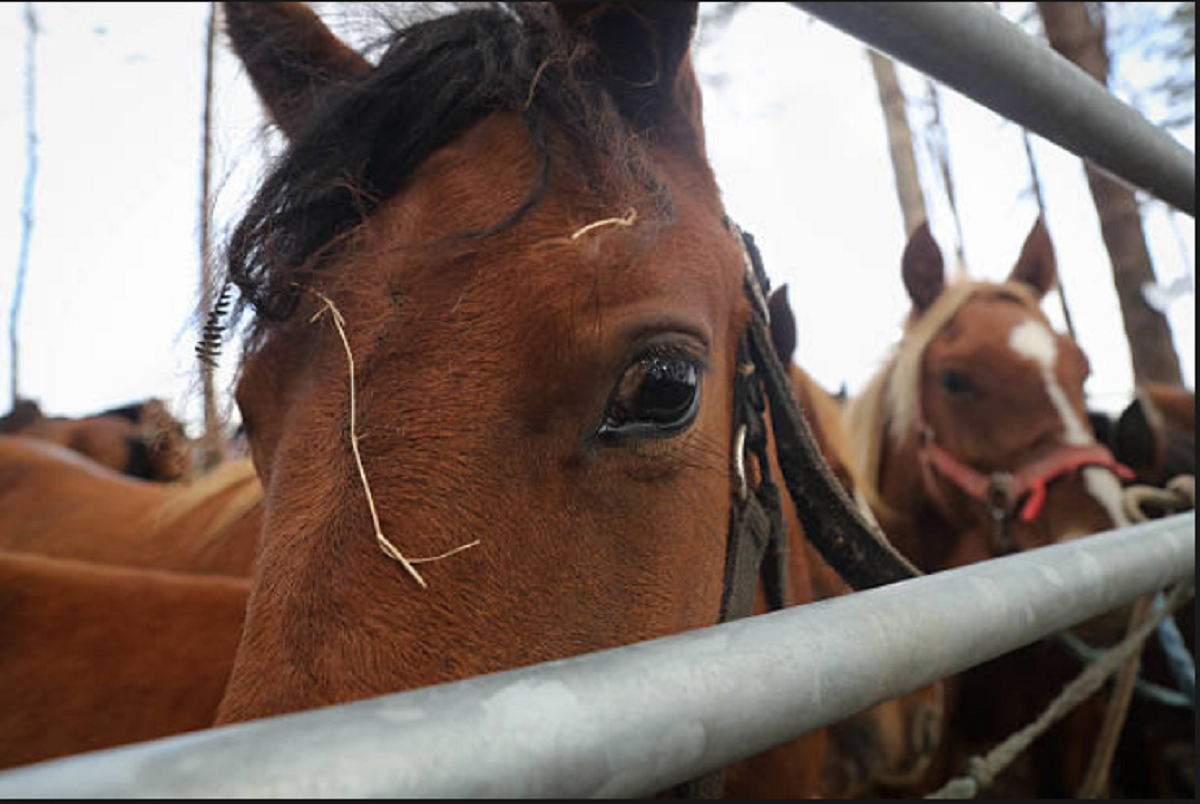 Fiscalización sanitaria ante la venta de carne proveniente de faena clandestina de caballos.