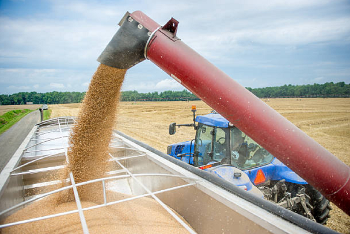 Cosechadora en pleno trabajo de recolección de maíz en un campo de la región pampeana argentina.
