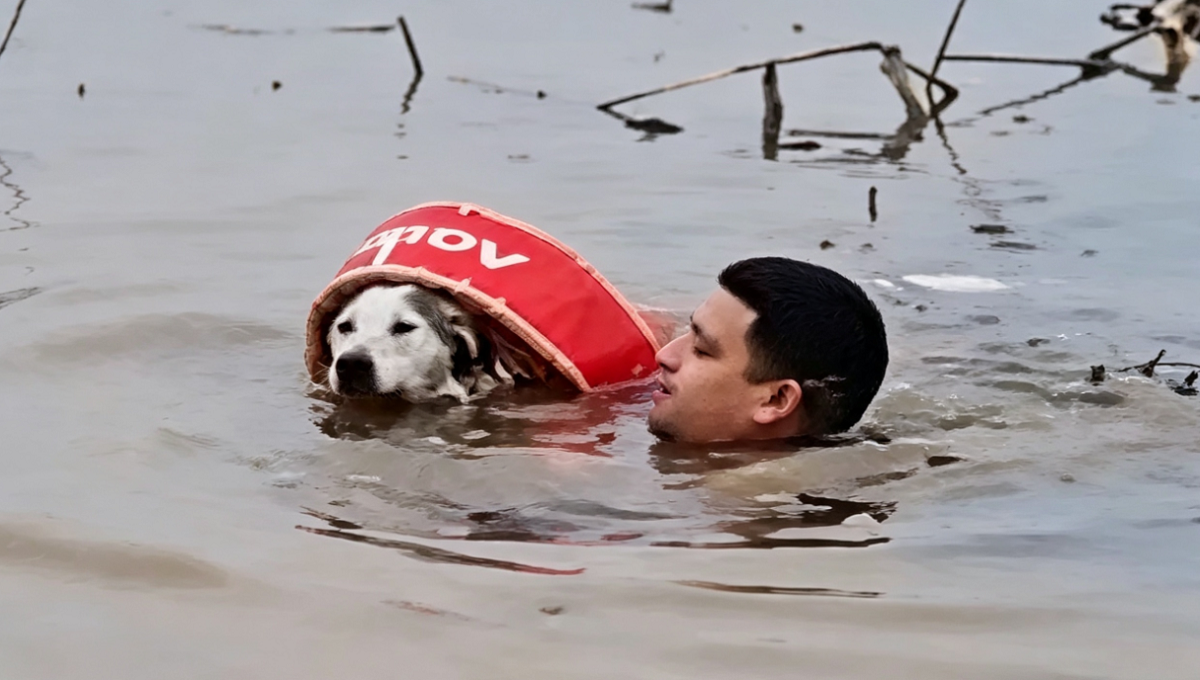 Un guardavidas rescató a un perro ante gran crecida del río Uruguay en la franja costera de Colón.