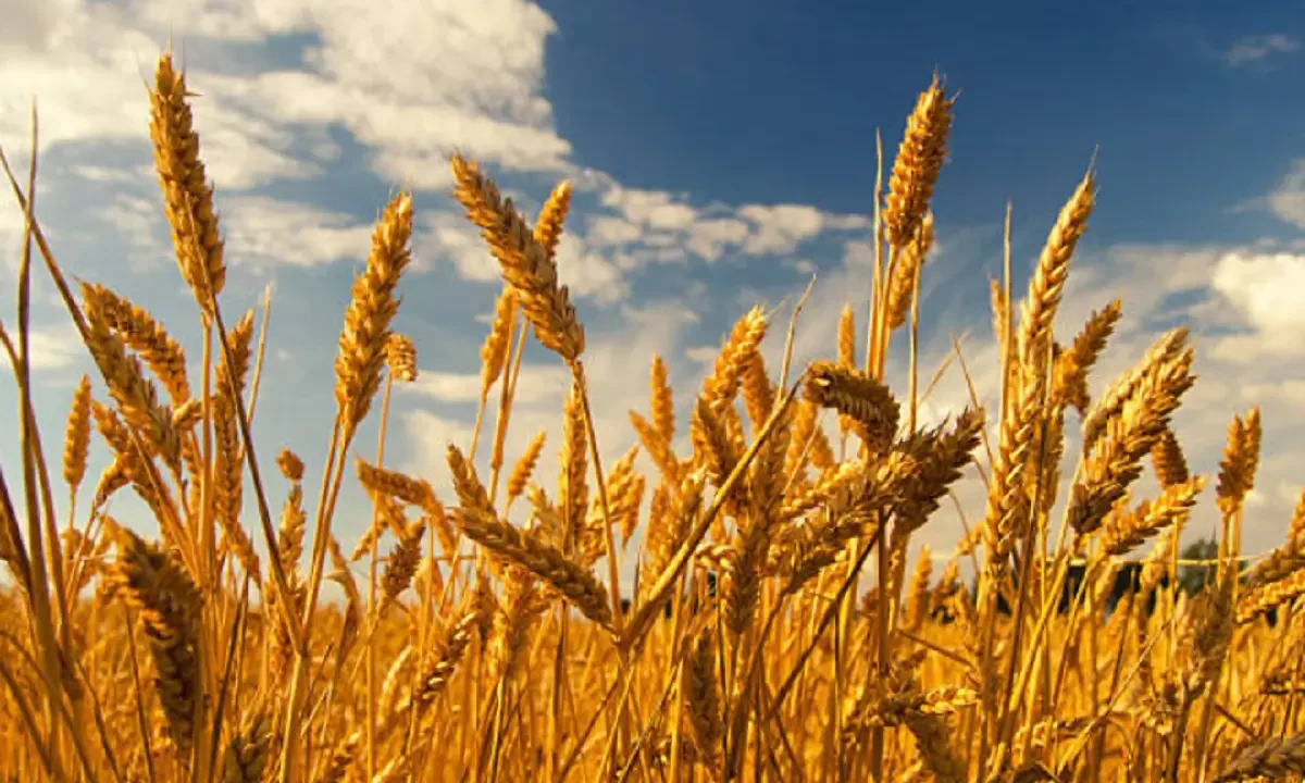 Maquinaria agrícola realizando labores de siembra de trigo en un campo de Argentina.