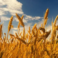 Maquinaria agrícola realizando labores de siembra de trigo en un campo de Argentina.