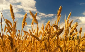 Maquinaria agrícola realizando labores de siembra de trigo en un campo de Argentina.