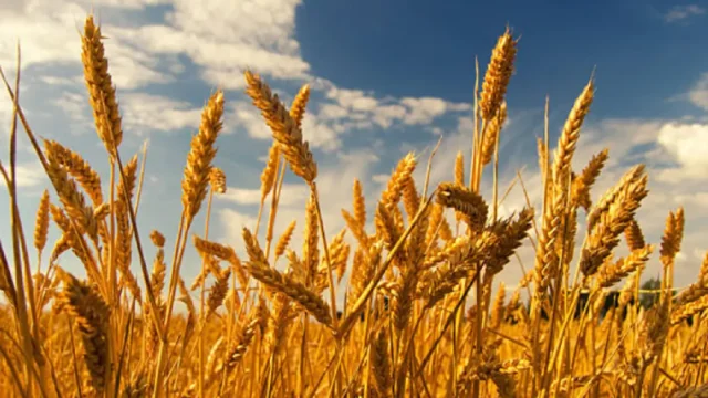 Maquinaria agrícola realizando labores de siembra de trigo en un campo de Argentina.