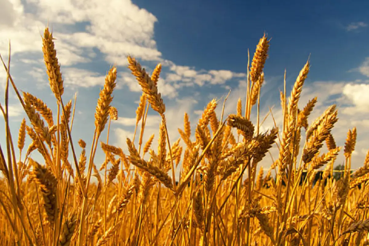Maquinaria agrícola realizando labores de siembra de trigo en un campo de Argentina.
