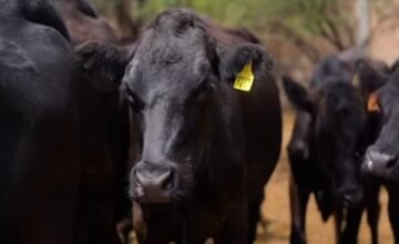 El gusano barrenador se ha extendido a regiones donde anteriormente no existían casos, afectando tanto ganado como humanos en múltiples Estados del sur y sureste del país.