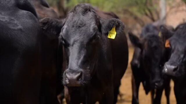El gusano barrenador se ha extendido a regiones donde anteriormente no existían casos, afectando tanto ganado como humanos en múltiples Estados del sur y sureste del país.